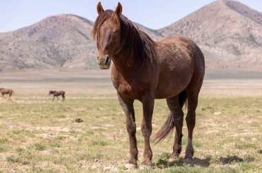 Baharda Utah çölünde vahşi bir at.