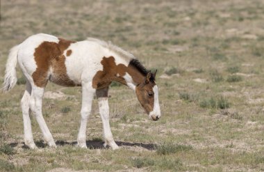 Baharda Utah çölünde vahşi bir at.