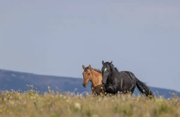 Wild Horses Summer Pryor Mountains Montana — Stock Photo, Image