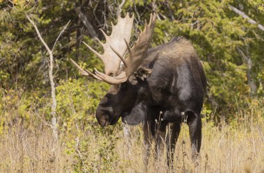 Grand Teton Ulusal Parkı Wyoming 'de sonbaharda bir boğa geyiği.