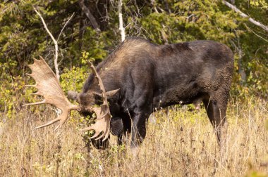 Grand Teton Ulusal Parkı Wyoming 'de sonbaharda bir boğa geyiği.