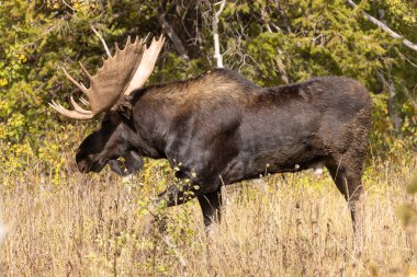 Grand Teton Ulusal Parkı Wyoming 'de sonbaharda bir boğa geyiği.