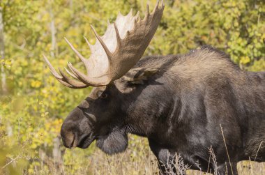 Grand Teton Ulusal Parkı Wyoming 'de sonbaharda bir boğa geyiği.
