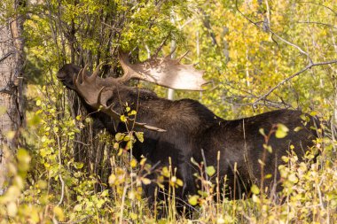 Grand Teton Ulusal Parkı Wyoming 'de sonbaharda bir boğa geyiği.