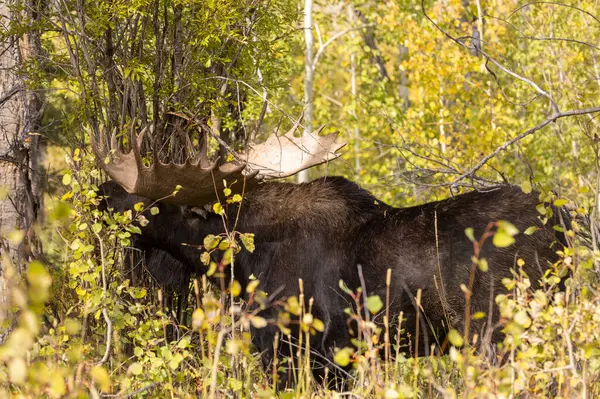 stock image a bull shiras moose in autumn in Grand Teton National Park Wyoming