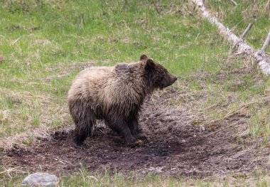 Yellowstone Ulusal Parkı Wyoming 'de baharda bir boz ayı.