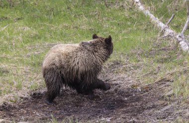 Yellowstone Ulusal Parkı Wyoming 'de baharda bir boz ayı.