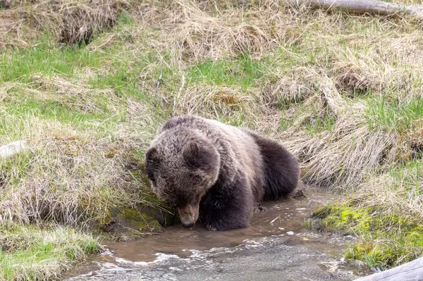 Yellowstone Ulusal Parkı Wyoming 'de baharda bir boz ayı.