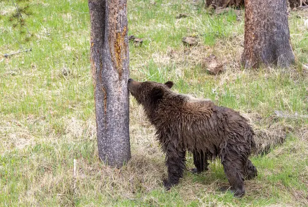a grizzly bear in springtime in Yellowstone National Park Wyoming