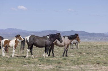 Utah çölünde ilkbaharda vahşi atlar
