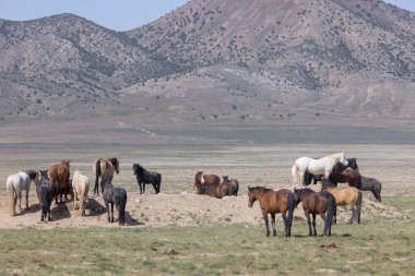 Utah çölünde ilkbaharda vahşi atlar