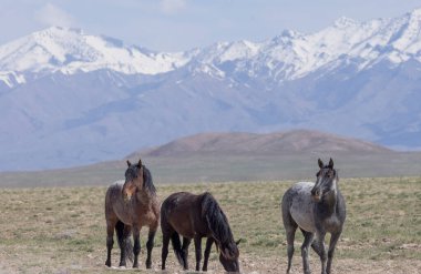 Utah çölünde ilkbaharda vahşi atlar