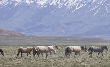 Utah çölünde ilkbaharda vahşi atlar