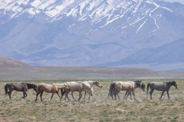 Utah çölünde ilkbaharda vahşi atlar