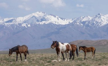 Baharda Utah çölünde vahşi atlar