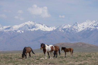 Baharda Utah çölünde vahşi atlar