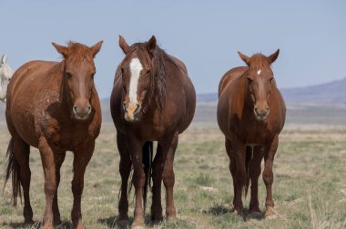 Baharda Utah çölünde vahşi atlar