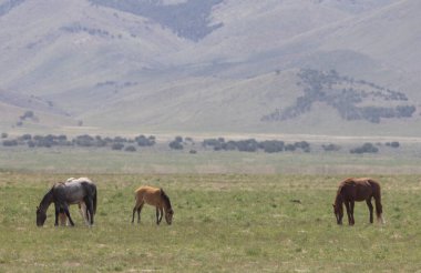 Baharda Utah çölünde vahşi atlar