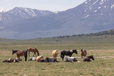 Baharda Utah çölünde vahşi atlar