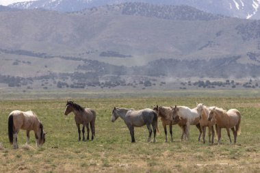 Baharda Utah çölünde vahşi atlar