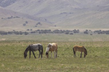 Baharda Utah çölünde vahşi atlar