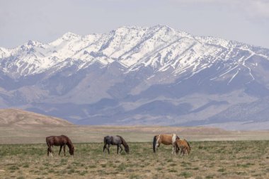 Baharda Utah çölünde vahşi atlar