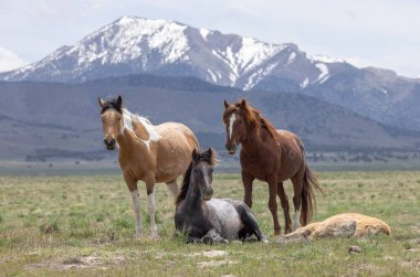 Baharda Utah çölünde vahşi atlar