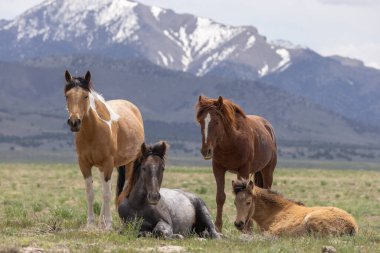 Baharda Utah çölünde vahşi atlar