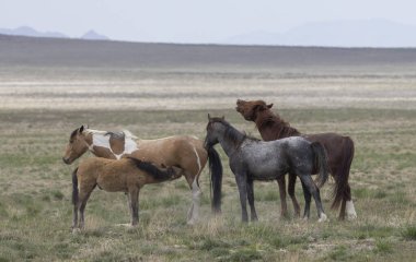 Baharda Utah çölünde vahşi atlar