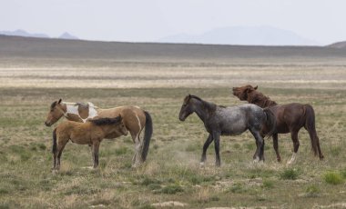 Baharda Utah çölünde vahşi atlar