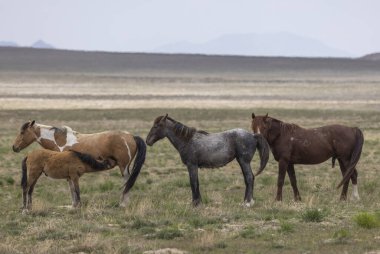 Baharda Utah çölünde vahşi atlar