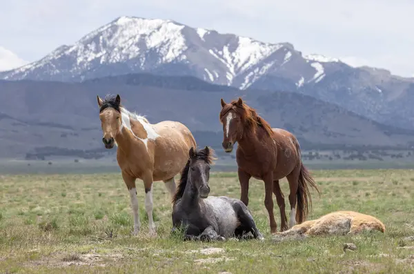 Baharda Utah çölünde vahşi atlar