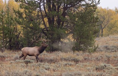 Grand Teton Ulusal Parkı Wyoming 'de sonbaharda tekdüze geçen bir geyik.