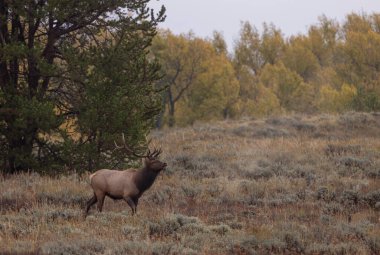 Grand Teton Ulusal Parkı Wyoming 'de sonbaharda tekdüze geçen bir geyik.