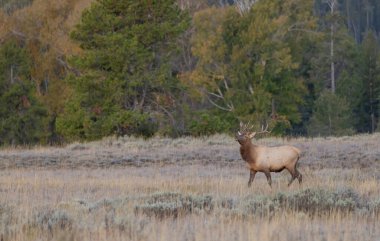 Grand Teton Ulusal Parkı Wyoming 'de sonbaharda tekdüze geçen bir geyik.