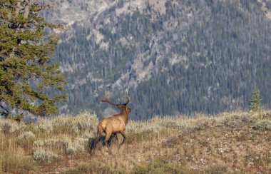 Grand Teton Ulusal Parkı Wyoming 'de sonbaharda tekdüze geçen bir geyik.