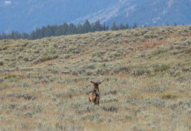 Sonbaharda Wyoming 'de tekdüze bir geyik.