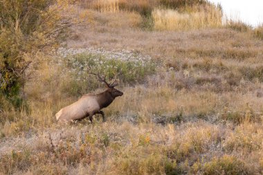 Sonbaharda Wyoming 'de tekdüze bir geyik.