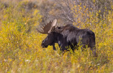 Sonbaharda Wyoming 'de tekdüze bir geyik.