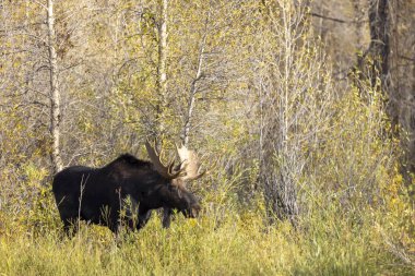 bir boğa shiras Mus Wyoming Güz