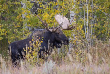 bir boğa shiras Mus Wyoming Güz