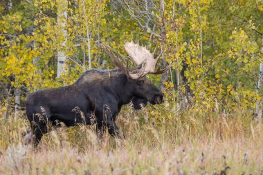 bir boğa shiras Mus Wyoming Güz