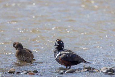 a pair of harlequin ducks in Yellowstone National Park Wyoming in springtime clipart