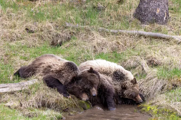 灰熊在怀俄明州黄石公园的一个小池塘里 图库图片