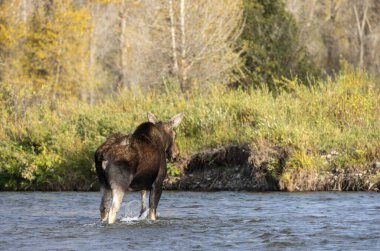Sonbaharda Wyoming 'de bir sığır geyiği.
