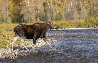 Sonbaharda Wyoming 'de bir sığır geyiği.