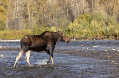 Sonbaharda Wyoming 'de bir sığır geyiği.