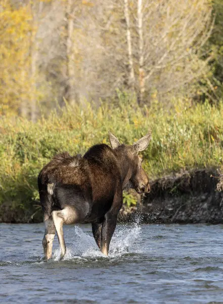 Kráva Los Wyomingu Podzim Stock Obrázky
