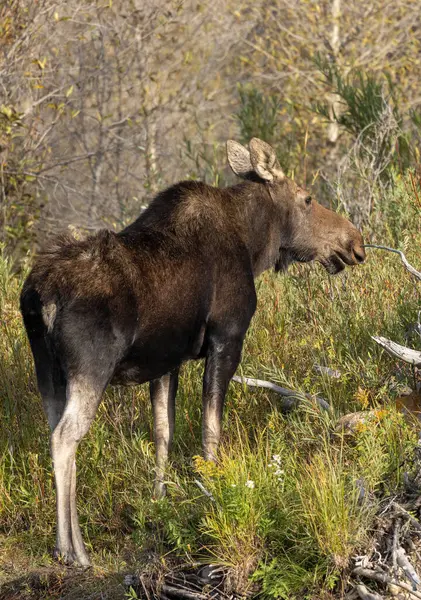 Sonbaharda Wyoming Bir Sığır Geyiği Stok Resim