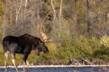 Sonbaharda Wyoming 'de tekdüze bir geyik.